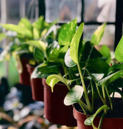 Hanging Plants